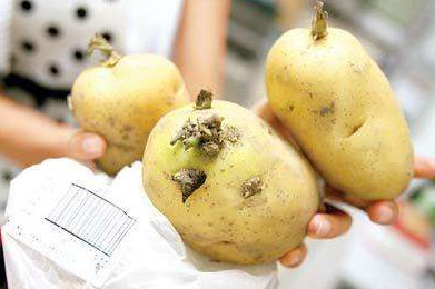 馬鈴薯有點(diǎn)綠能吃嗎？馬鈴薯有點(diǎn)發(fā)芽可以吃嗎