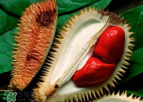 紅肉榴蓮是什么品種？紅色的榴蓮是什么品種？