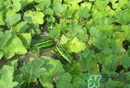 菜瓜怎么炒好吃？菜瓜怎么做好吃