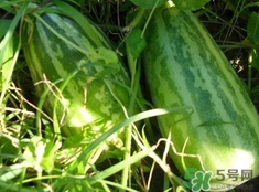 菜瓜是涼性的嗎？菜瓜是涼性還是熱性的？