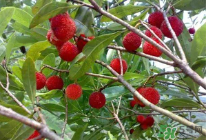 楊梅和西瓜能一起吃嗎？西瓜可以和楊梅一起吃嗎？