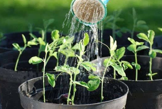 茶葉水可以澆花嗎？茶葉水能澆花嗎？