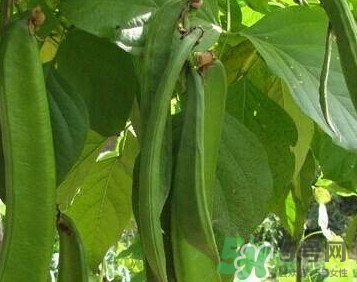刀豆是蔬菜嗎？刀豆是蔬菜還是糧食？