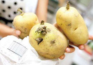 馬鈴薯有點綠能吃嗎？馬鈴薯有點發(fā)芽可以吃嗎