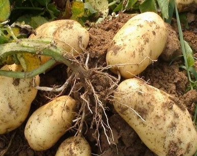 馬鈴薯是土豆嗎？馬鈴薯是土豆還是紅薯？