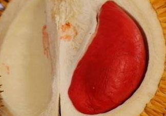 紅肉榴蓮是什么品種？紅色的榴蓮是什么品種？