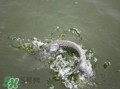 釣青魚怎么調(diào)漂圖解？釣青魚最佳調(diào)漂是幾目