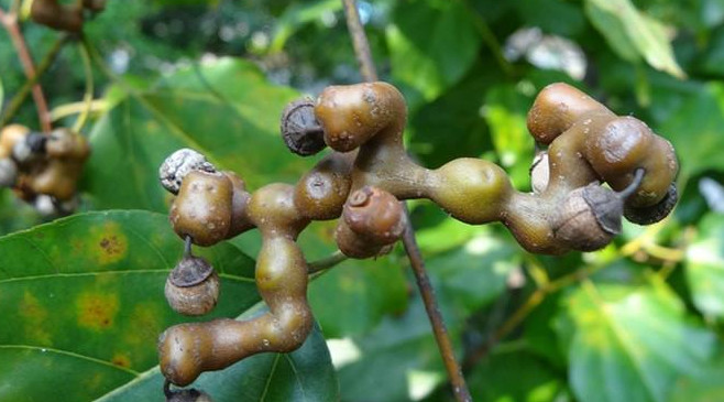 拐棗什么時候成熟？拐棗是什么樣的呀