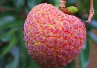 ? 掛綠荔枝多少錢一個？掛綠荔枝多少錢一斤2017