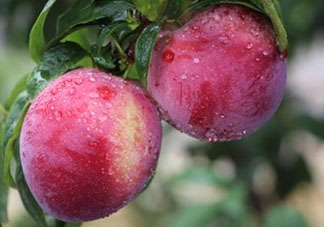 脆紅李什么時候成熟？脆紅李幾月成熟？