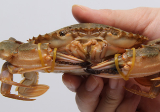 花蓋蟹什么時(shí)候最肥？花蓋蟹幾月份最肥