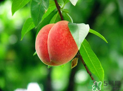 楊梅和桃子能一起吃嗎？楊梅和油桃能在一起吃嗎？