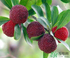 楊梅和桃子能一起吃嗎？楊梅和油桃能在一起吃嗎？