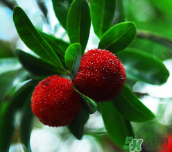 楊梅和桃子能一起吃嗎？楊梅和油桃能在一起吃嗎？