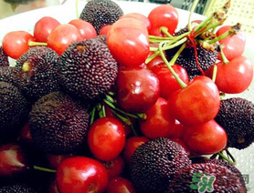 楊梅和櫻桃能一起吃嗎？楊梅可以和櫻桃一起吃嗎？