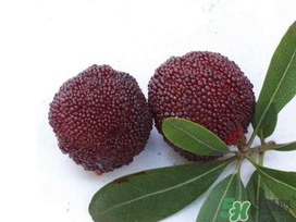 楊梅和櫻桃能一起吃嗎？楊梅可以和櫻桃一起吃嗎？