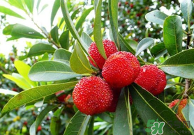 楊梅和荔枝能一起吃嗎？荔枝和楊梅能一起吃嗎？