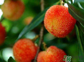 楊梅和荔枝能一起吃嗎？荔枝和楊梅能一起吃嗎？