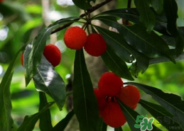 楊梅和香蕉能同時吃嗎？楊梅能和香蕉一起吃嗎？