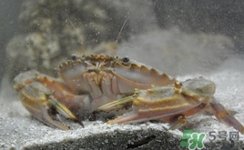 花蓋蟹什么時(shí)候最肥？花蓋蟹幾月份最肥