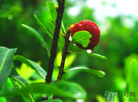 楊梅和海鮮能一起吃嗎？楊梅能和海鮮能一起吃嗎？