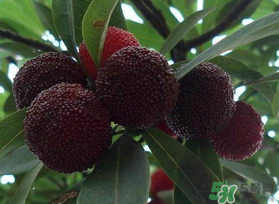 楊梅和芒果能一起吃嗎？吃完楊梅可以吃芒果嗎？