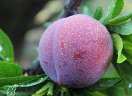 紅心李幾月份成熟？紅心李幾月份上市？