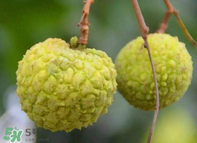 青荔枝放多久變紅？青荔枝怎么保存？