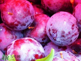 紅心李子孕婦可以吃嗎？紅心李子營養(yǎng)價值