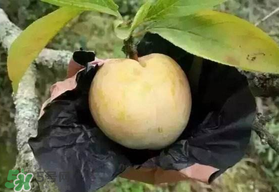 奈李什么時(shí)候成熟？奈李孕婦能吃嗎？