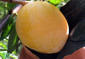 奈李什么時(shí)候成熟？奈李孕婦能吃嗎？