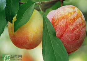 奈李什么時(shí)候成熟？奈李孕婦能吃嗎？