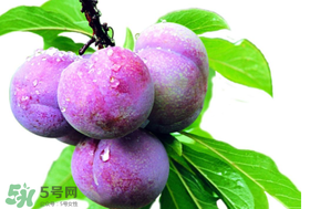 脆紅李什么時候成熟？脆紅李幾月成熟？