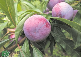 脆紅李什么時候成熟？脆紅李幾月成熟？
