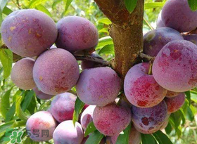 脆紅李什么時候成熟？脆紅李幾月成熟？