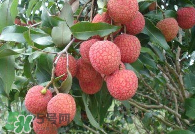 白糖罌荔枝怎樣保果的？白糖罌荔枝和白蠟的區(qū)別