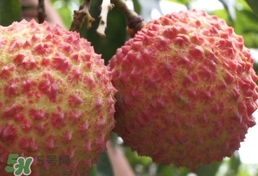 荔枝什么品種最好吃？什么品種的荔枝最貴