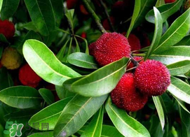 楊梅和黃瓜可以一起吃嗎？吃完楊梅可以吃黃瓜嗎？