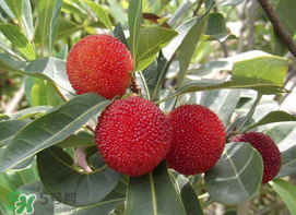 楊梅和黃瓜可以一起吃嗎？吃完楊梅可以吃黃瓜嗎？