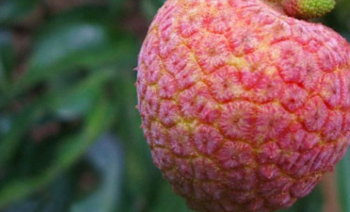 ? 掛綠荔枝多少錢一個？掛綠荔枝多少錢一斤2017