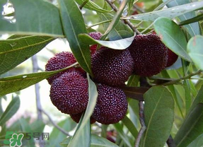 楊梅籽可以吞下去嗎？楊梅籽吞下去了怎么辦？