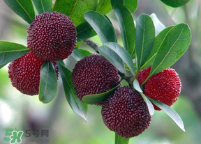 楊梅籽可以吞下去嗎？楊梅籽吞下去了怎么辦？