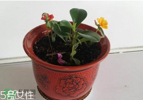 楊梅籽可以種嗎？楊梅籽怎么種小盆栽?？