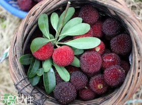 楊梅籽可以種嗎？楊梅籽怎么種小盆栽?？