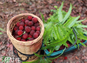 楊梅籽可以種嗎？楊梅籽怎么種小盆栽?？