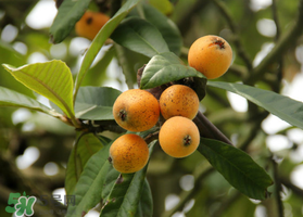 六月份還有枇杷嗎？枇杷六月份還有嗎？