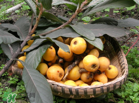 六月份還有枇杷嗎？枇杷六月份還有嗎？