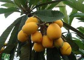 六月份還有枇杷嗎？枇杷六月份還有嗎？