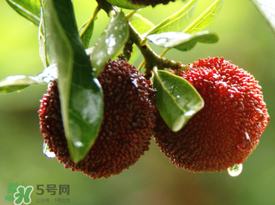 楊梅一天最多吃多少？楊梅一次能吃多少？