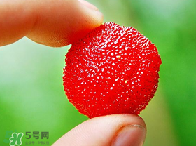 楊梅一天最多吃多少？楊梅一次能吃多少？